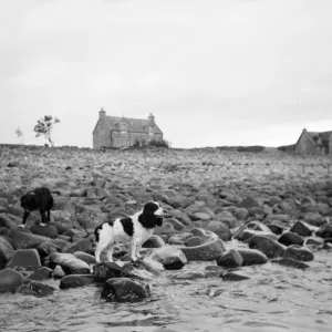 Print of Dogs waiting to leave Isle of Soay Print of Dogs waiting to leave Isle of Soay