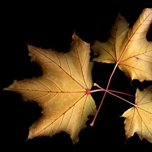 Three leaves with black background