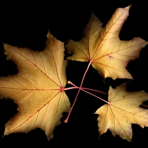 Three leaves with black background Three leaves with black background