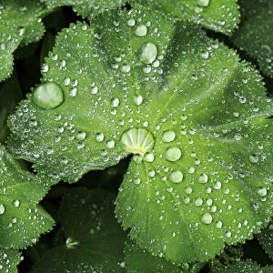 Leaves of a Ladys Mantle -Alchemilla- with water drops, Eckental, Middle Franconia, Bavaria, Germany
