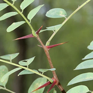 Leaves and thorns of an Acacia -Acacia-, Hungary, Europe