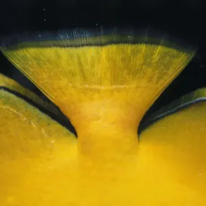 Lemon Butterflyfish Tail Lemon Butterflyfish Tail