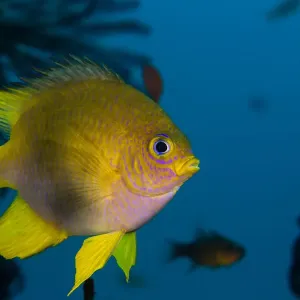 Lemon damsel Lemon damsel