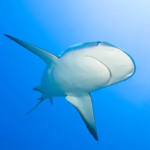 Lemon shark (Negaprion brevirostris), Bahamas Lemon shark (Negaprion brevirostris), Bahamas