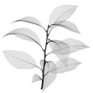 Lemon vine leaves (Pereskia aculeata), X-ray