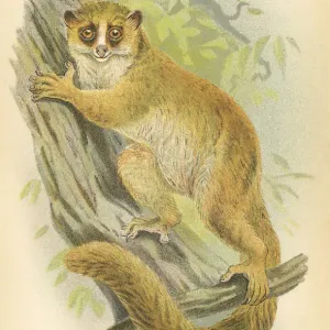 Lemur primate 1894 Lemur primate 1894