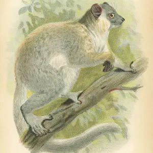1894 Lemur Print 1894 Lemur Print