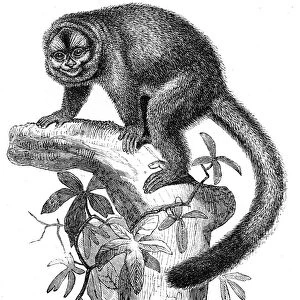 Lemurine engraving 1878