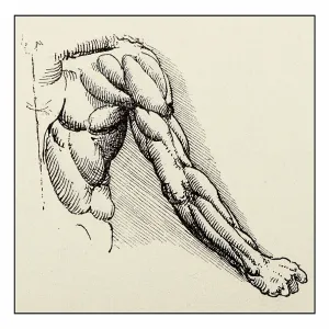 Leonardo's sketches and drawings: arm muscles anatomy Leonardo's sketches and drawings: arm muscles anatomy