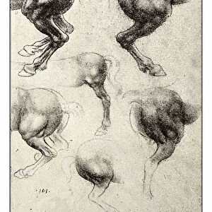 Leonardo's sketches and drawings: horse