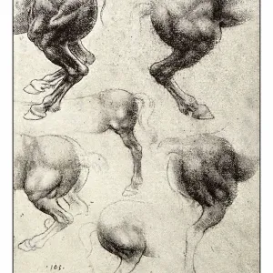 Leonardo's sketches and drawings: horse Leonardo's sketches and drawings: horse