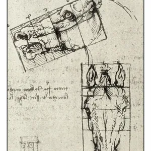 Leonardo's sketches and drawings: horse Leonardo's sketches and drawings: horse