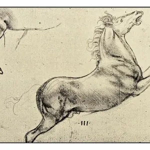 Leonardo's sketches and drawings: horse Leonardo's sketches and drawings: horse