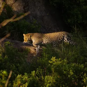 Leopard Leopard