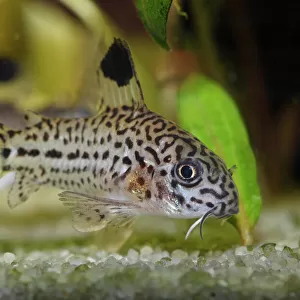 Leopard catfish -Corydoras julii-, freshwater aquarium, native to the Amazon Basin