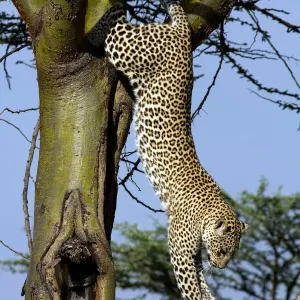 Leopard Print: Masa Mara Africa Tree Descent Leopard Print: Masa Mara Africa Tree Descent