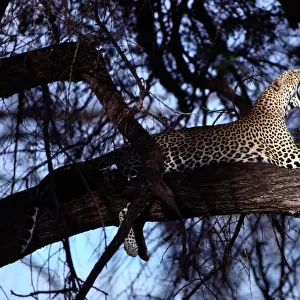 Leopard (Panthera pardus) in Acacia tree, Kenya