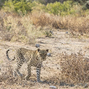 Leopard -Panthera pardus-, Etosha National Park, Namibia
