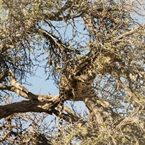 Leopard -Panthera pardus- perched on the tree, camoflaged, Namibia