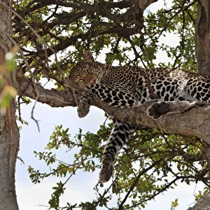 Leopard -Panthera pardus- sleeping in a fig tree, Masai Mara National Reserve, Kenya, East Africa, Africa, PublicGround