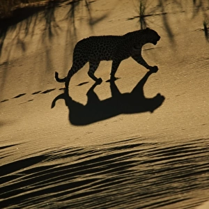 Leopard (Panthera pardus) walking, sun casting shadow