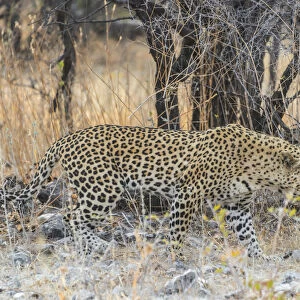 Leopard -Panthera pardus- walking before dry bushes, Etosha National Park, Namibia