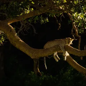 Leopard Resting Leopard Resting