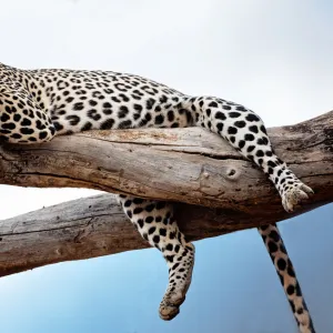 Leopard Resting in Tree Against Blue Sky in Samburu, Kenya