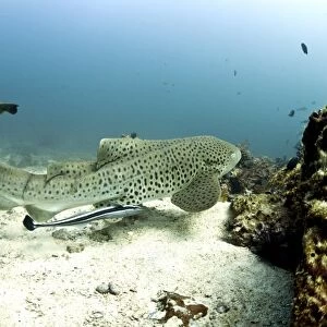 Leopard Shark -Triakis semifasciata-, Gulf of Oman, Oman