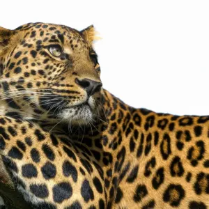 Leopard on white background Leopard on white background