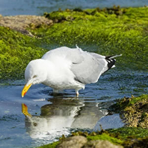 Lesser Black-backed Gull -Larus fuscus-, Northumberland, England, United Kingdom