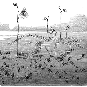 Lesser bladderwort(Utricularia minor)