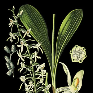 lesser butterfly-orchid