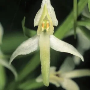 Lesser Butterfly-orchid (Platanthera bifolia), single flower Lesser Butterfly-orchid (Platanthera bifolia), single flower