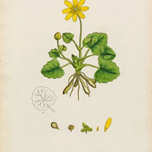 Lesser Celandine, Ranunculus Ficaria, Victorian Botanical Illustration, 1863