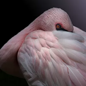 Lesser Flamingo Resting