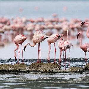Lesser flamingos building mud nests on edge of shallow, alkaline lake