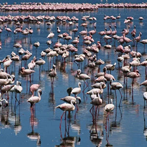 Lesser flamingos (Phoeniconaias minor) in shallow, alkaline lake