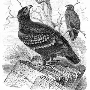 Lesser spotted eagle engraving 1892