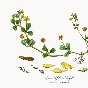 Lesser Yellow Trefoil, Trifolium minus, Victorian Botanical Illustration, 1863