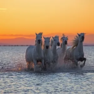 Camargue Stallions Racing Print Camargue Stallions Racing Print