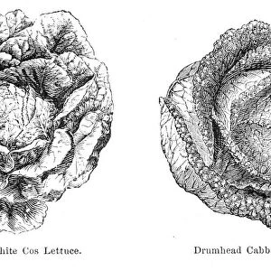 Lettuce Cabbage illustration 1874