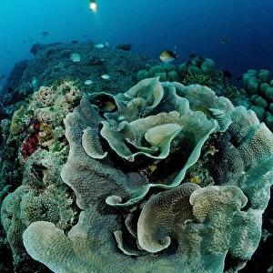 Lettuce coral (Turbinaria mesenterina) and diver, Indian Ocean, Maldives