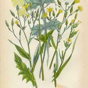 Lettuce, Ivy, Ivy Lettuce, Victorian Botanical Illustration