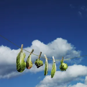 Lettuce leaves drying on string in front of sky