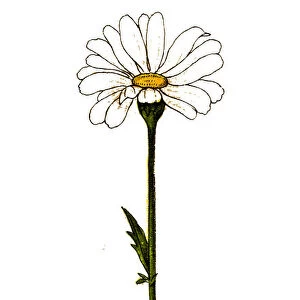 Leucanthemum vulgare, the ox-eye daisy, or oxeye daisy
