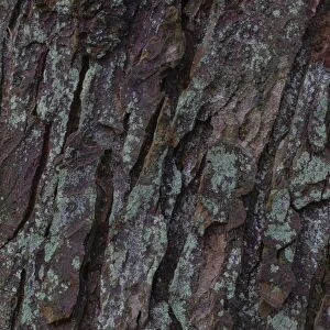 Lichen on tree bark, Germany