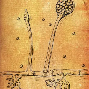 Lichtheimia corymbifera fungi, illustration Lichtheimia corymbifera fungi, illustration