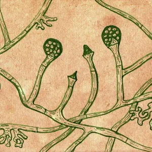 Lichtheimia corymbifera fungi, illustration Lichtheimia corymbifera fungi, illustration