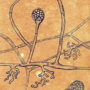 Lichtheimia corymbifera fungi, illustration Lichtheimia corymbifera fungi, illustration